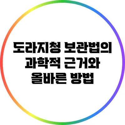 도라지청 보관법의 과학적 근거와 올바른 방법